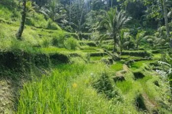 Tegalalang Rice Terraces